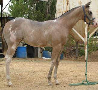 09 Filly by CNC Two Times a Kid